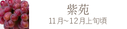 岡山県産 白麗（白桃）おすすめ通販お取り寄せ