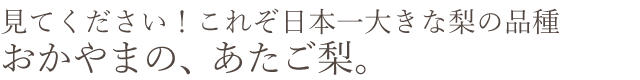 日本一大きな梨の品種、おかやまのあたご梨