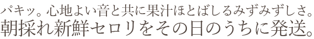 朝採れ新鮮セロリをその日のうちに発送