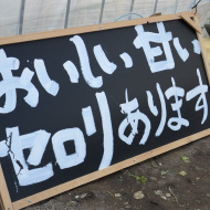 おいしい甘いセロリあります 守安さんのセロリ