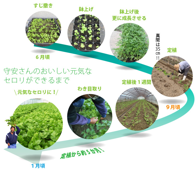 元気なセロリができるまで