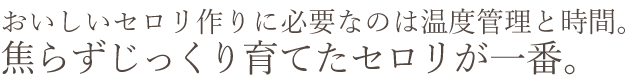焦らずじっくり育てたセロリが一番