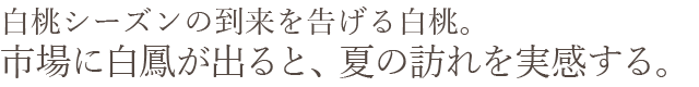 岡山県産 白鳳（白桃）おすすめ通販お取り寄せ