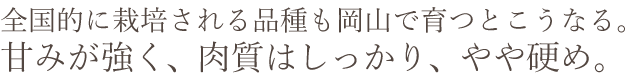 岡山県産 川中島白桃おすすめ通販お取り寄せ