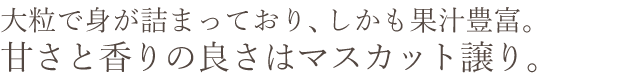 大粒で身が詰まって果汁豊富。甘さと香りの良さはマスカット譲り。