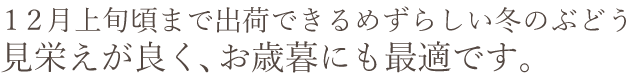 めずらしい冬のブぶどう、お歳暮にも最適です