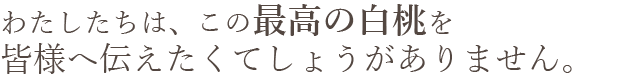 岡山県産 白麗（白桃）おすすめ通販お取り寄せ