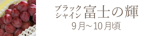 岡山県産 白麗（白桃）おすすめ通販お取り寄せ