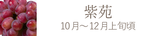 岡山県産 白麗（白桃）おすすめ通販お取り寄せ