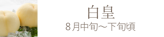 岡山県産 白麗（白桃）おすすめ通販お取り寄せ