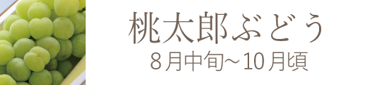 岡山県産 白麗（白桃）おすすめ通販お取り寄せ